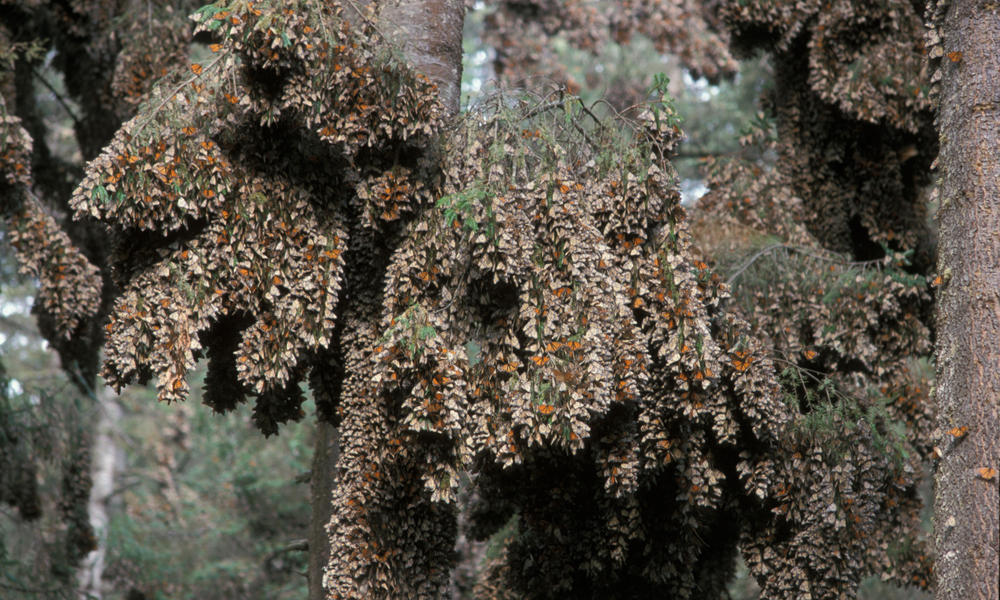 1 Million for Monarchs Pages WWF