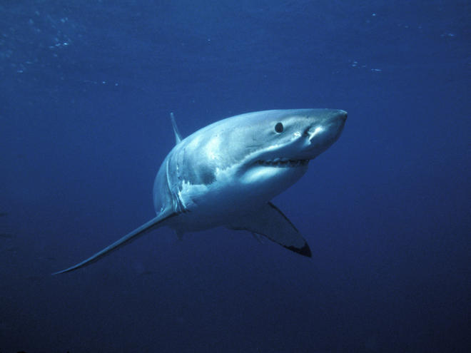 Essay on the great white shark