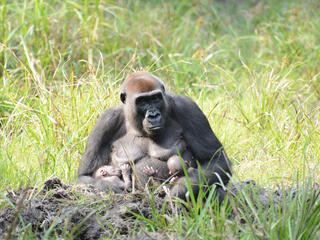 Gorilla Malui with her twins