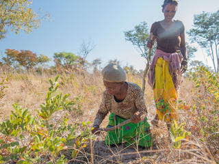 Women looking for Devil's Claw_Devil's Claw Story_1281