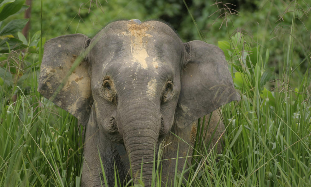 Asian Elephant | Species | WWF