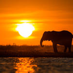 Namibia Elephant at sunset