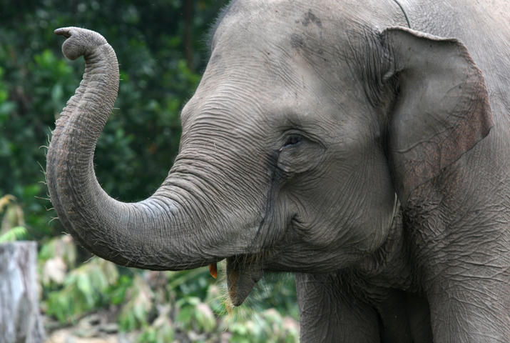 Sumatran Elephant