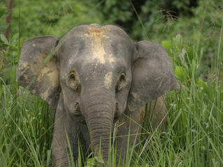 BORNEO Christy Williams WWF 113471