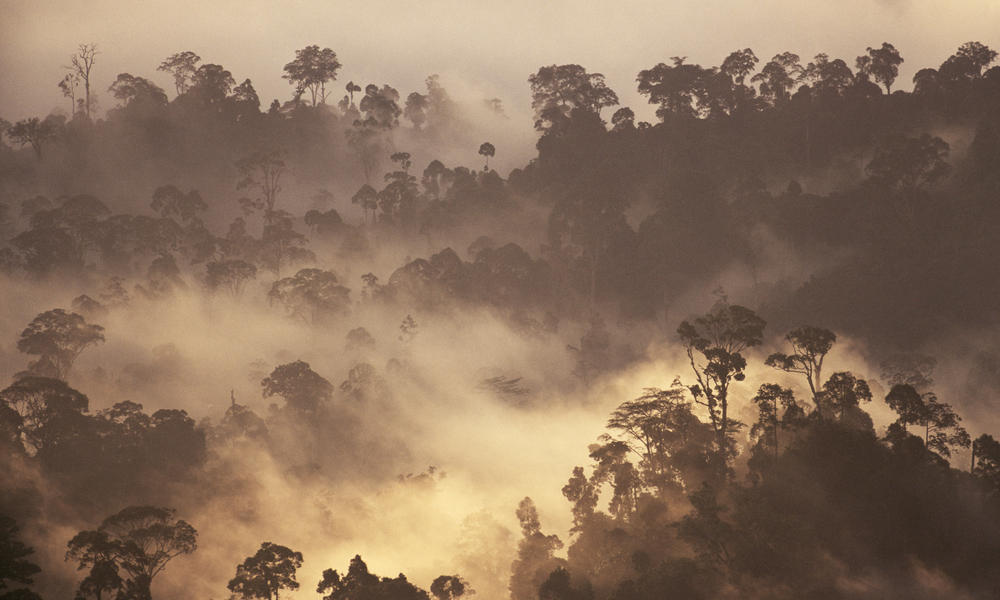 Rainforest - Borneo | Photos | WWF