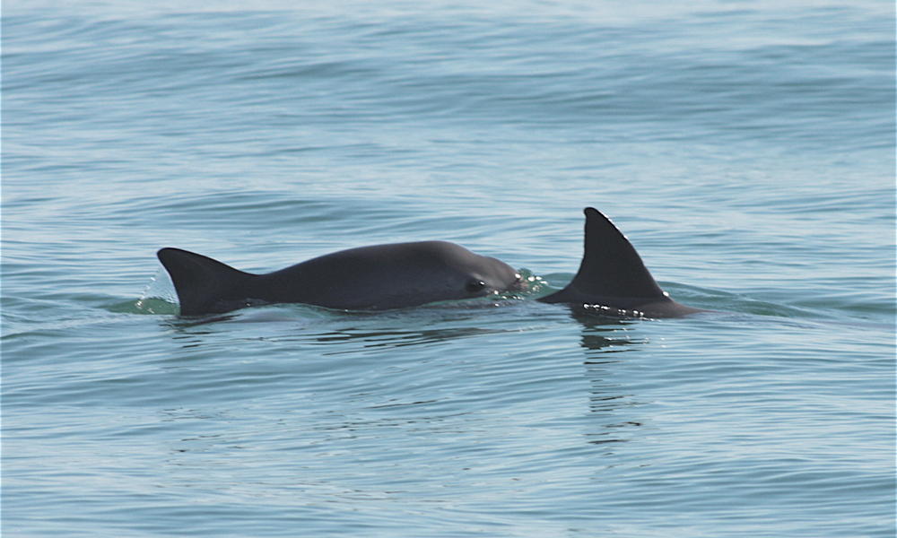 Population of world's most endangered marine mammal drops 40 percent ...