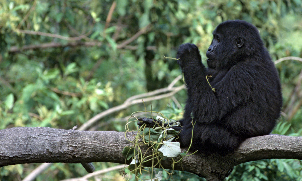 Mountain gorilla in the Bwinidi Impenetrable Forest in Uganda
