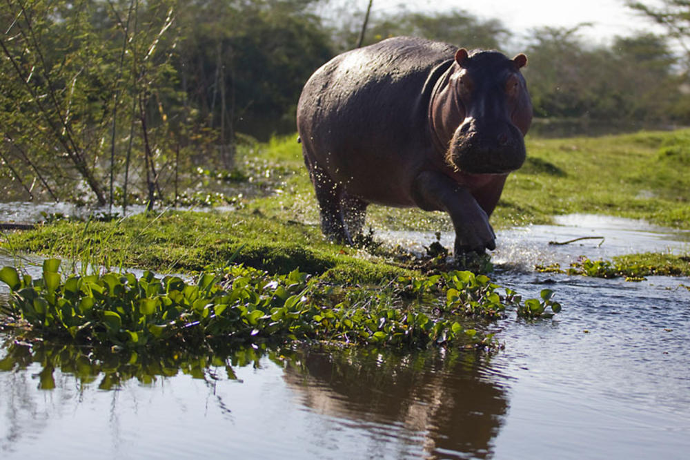 hippo on Lake Naivasha