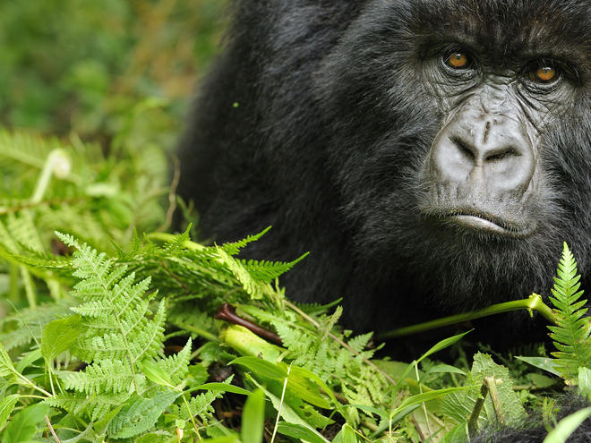 Gorillas Diet Facts And Statistics