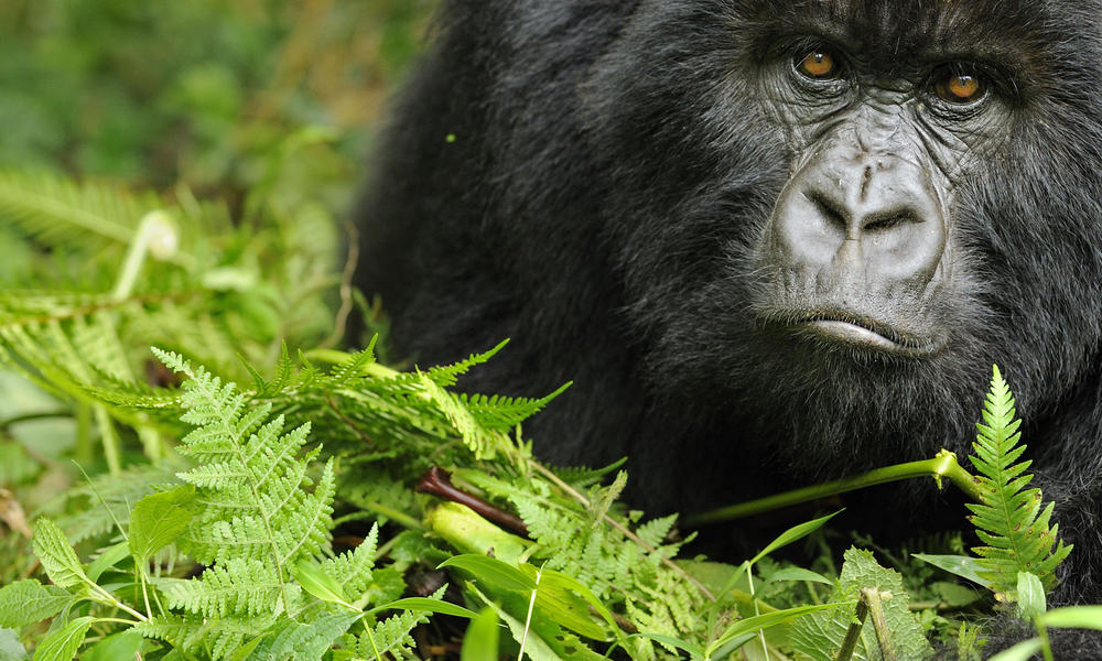 Why are gorillas becoming extinct?