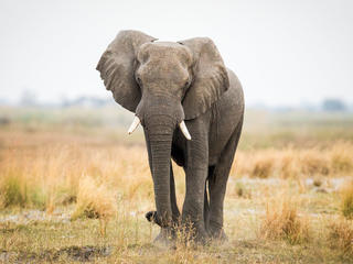 elephant standing in field