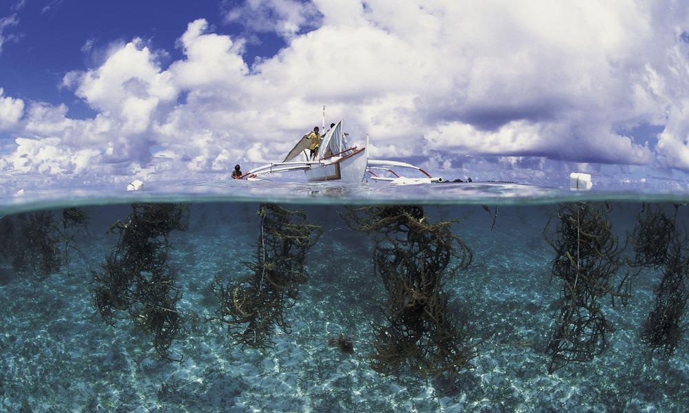 Seaweed farming in Arenas Reef, Phillipines