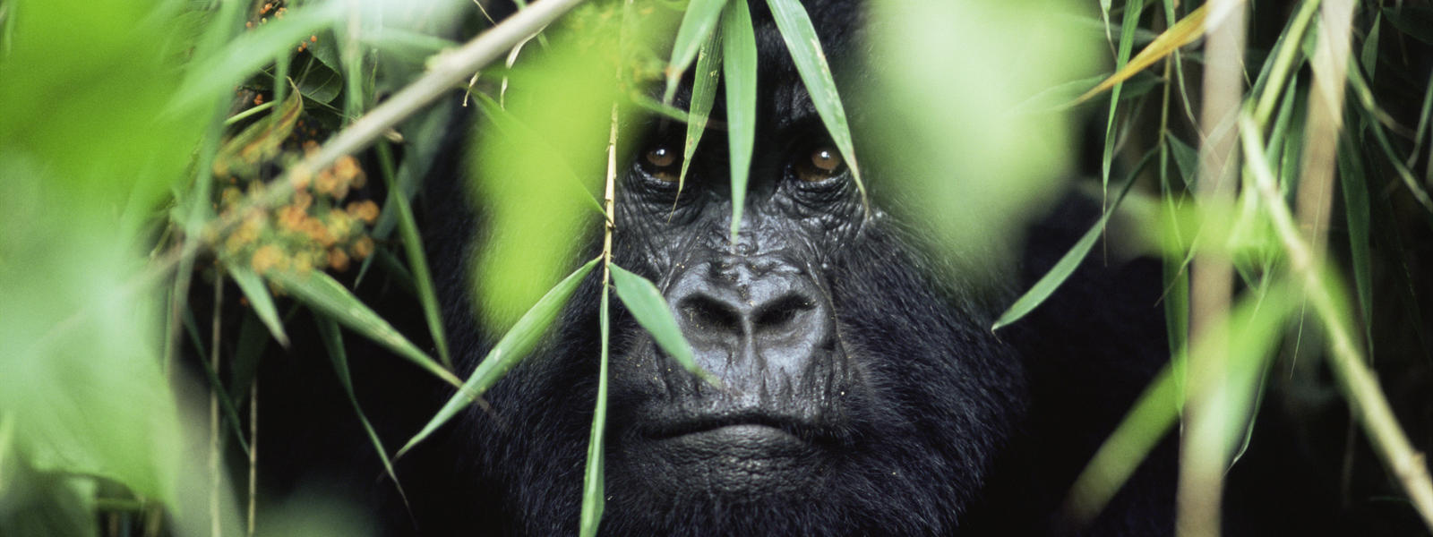 Source: WWF