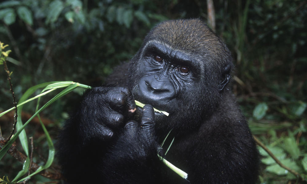 Western Lowland Gorilla