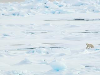 polar bear on ice