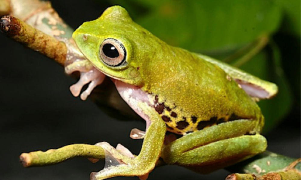 Mulu frog at night