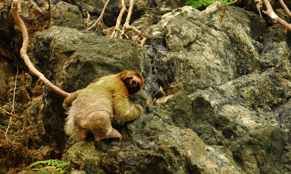 Wild Animals Sporting Green Stories Wwf