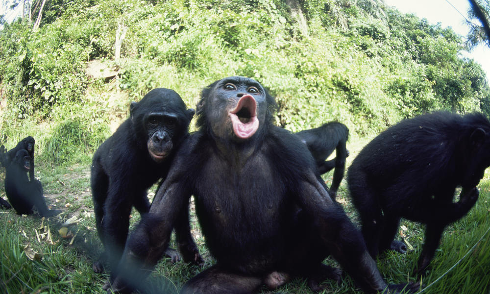 Bonobo
