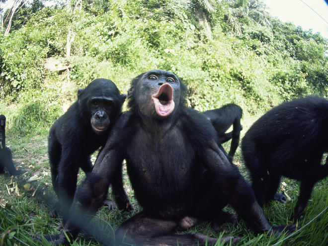 Komentari na vesti - Page 19 Bonobos_7.31.2012_a_unique_social_structure_XL_257729