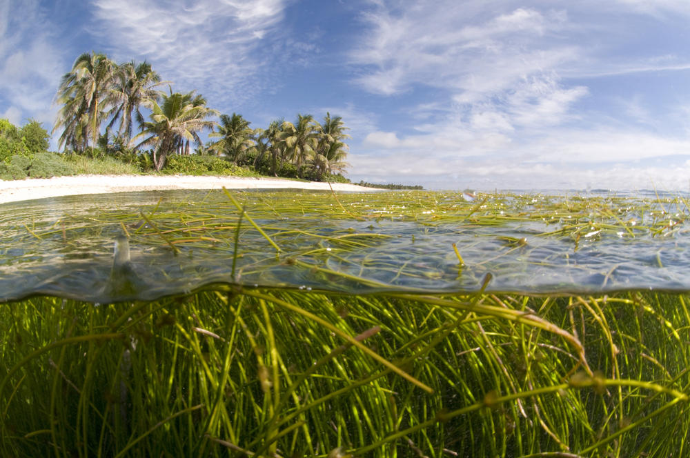 Eyes on the water in Belize | Magazine Articles | WWF