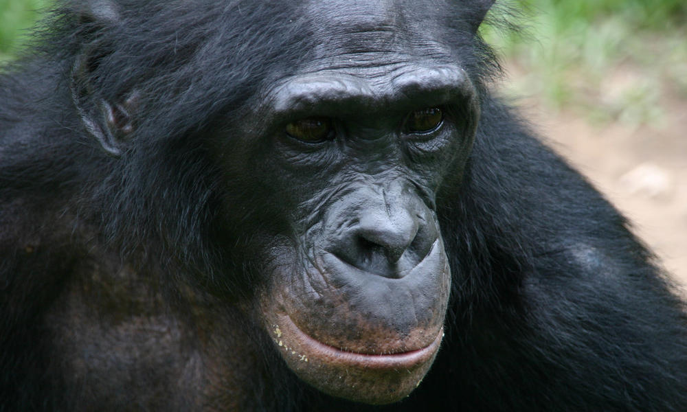 Bonobos vs pan paniscus