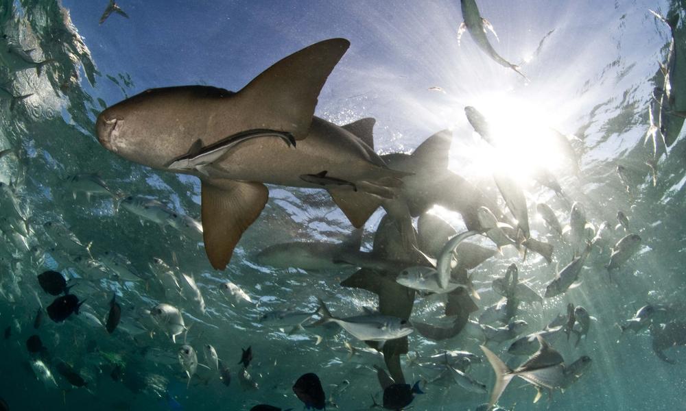 sharks swimming