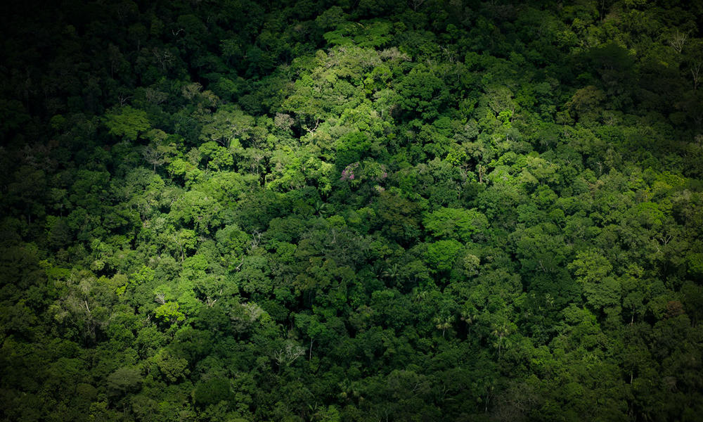 aerial image of the forests in the Amazon