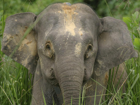 9 Datos Sorprendentes Sobre Los Elefantes Historias Descubre Wwf