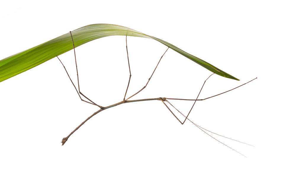 STICK INSECT
