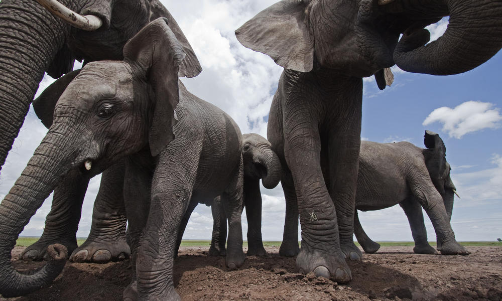 Elephant Pictures