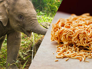 590x480 Elephant Noodles Food Pairings