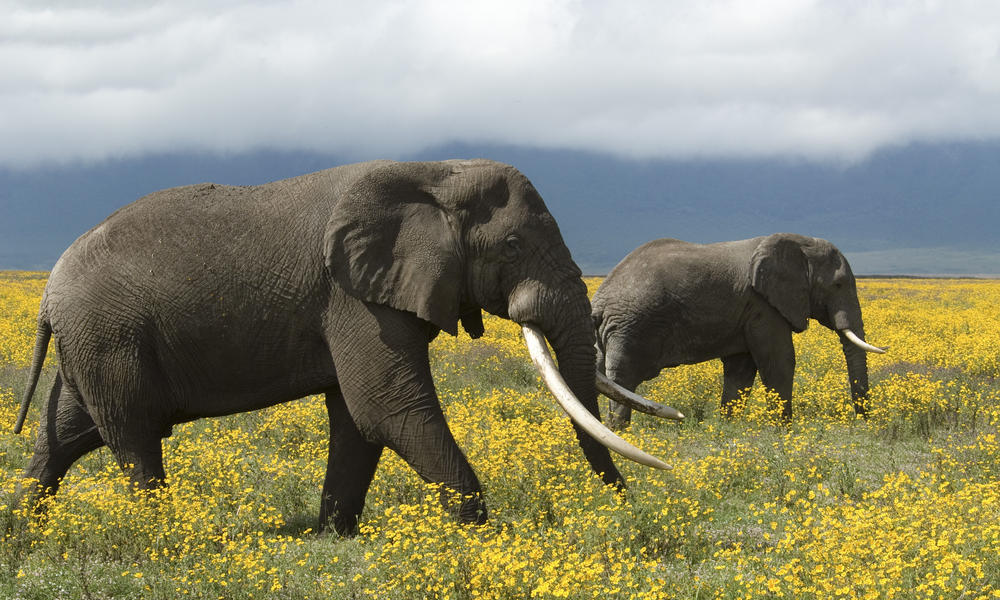 Image result for elephants