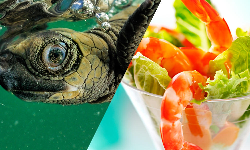 turtles and shrimp