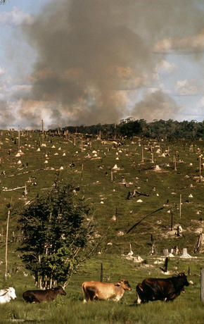 Cattle ranching and forest burning