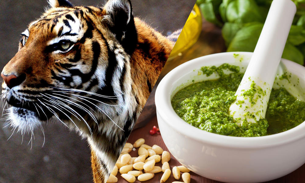 Tigers and pesto what’s the connection? Stories WWF