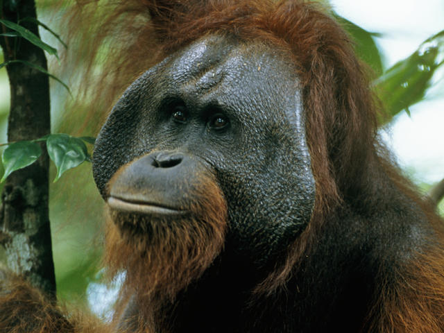 Bornean Orangutan Species Wwf - 