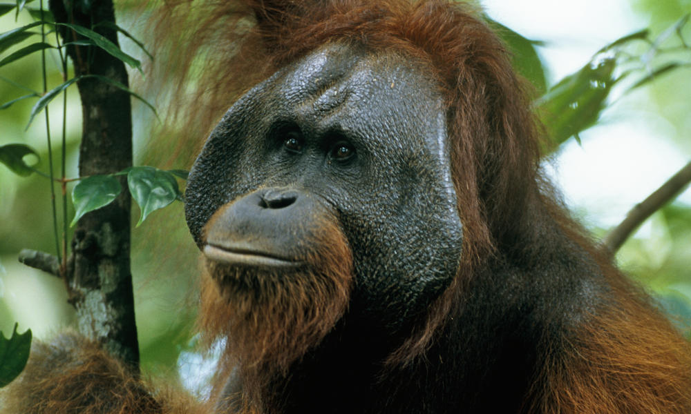 Bornean Orangutan Hero and Circle Image | Photos | WWF