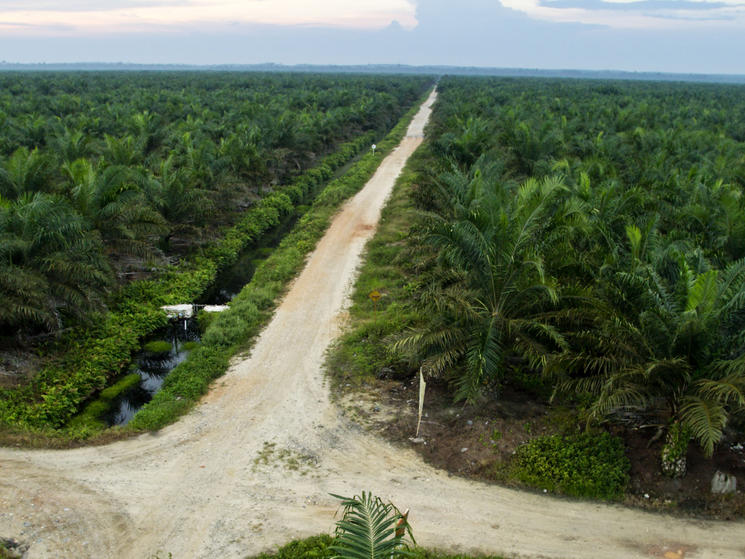 palm oil plantation