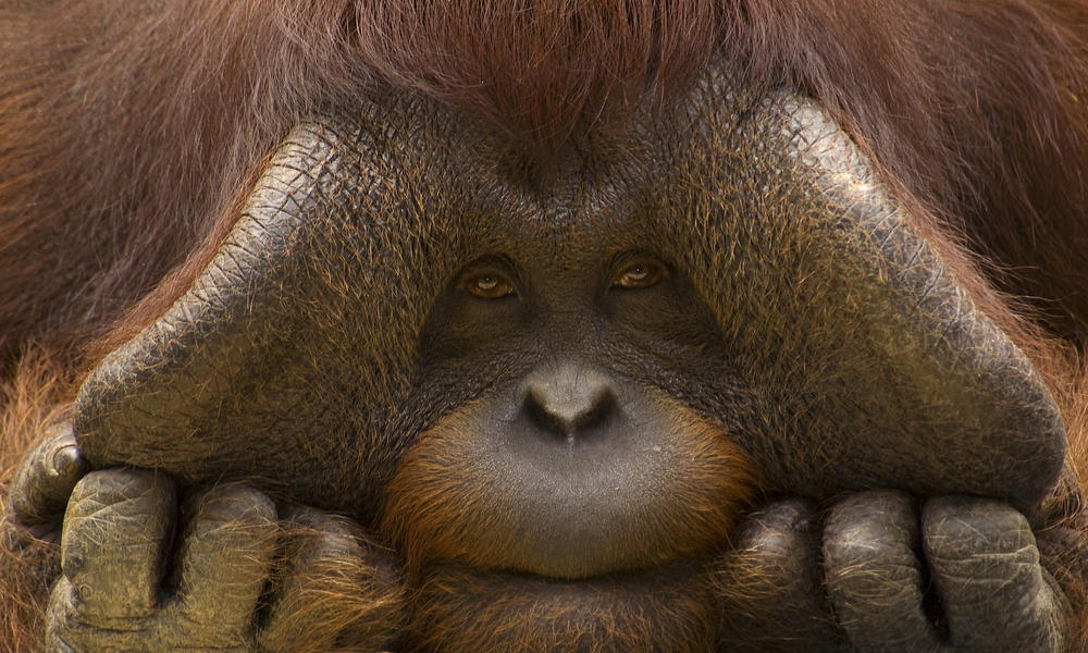 Where Do Orangutans Live? And Nine Other Orangutan Facts | Stories | WWF