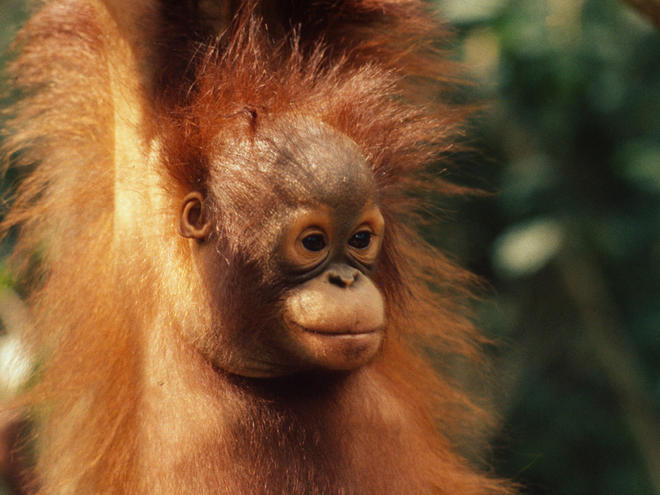 Bornean Orangutan | Species | WWF