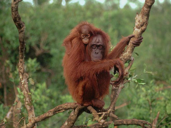 Bornean Orangutan Species Wwf