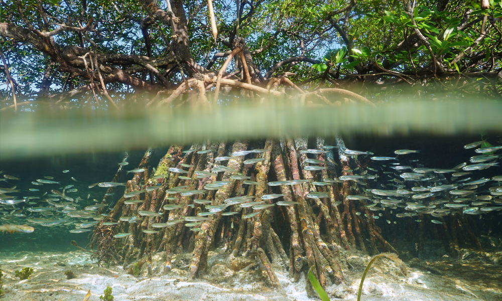A mangrove 