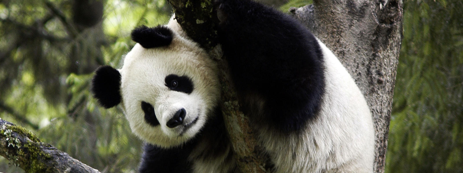 giant panda in tree