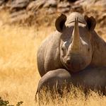 Black rhino mother and calf in a field