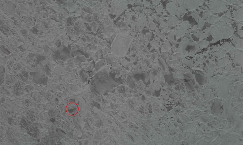 thermal heat image of polar bear