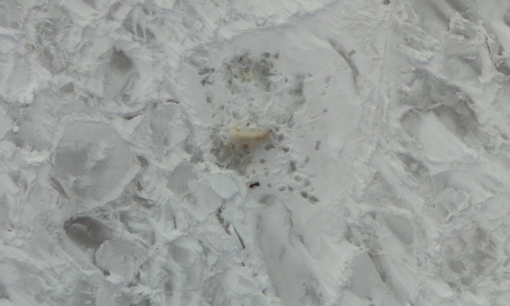 thermal heat image of polar bear