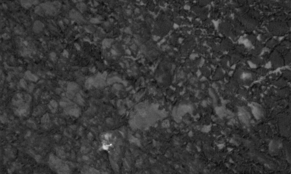 thermal heat image of polar bear