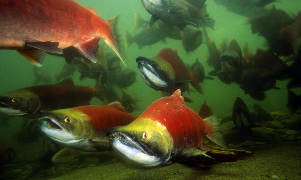 Sockeye Salmon And Climate Change 