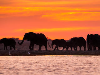 Elephants at sunset in Namibia