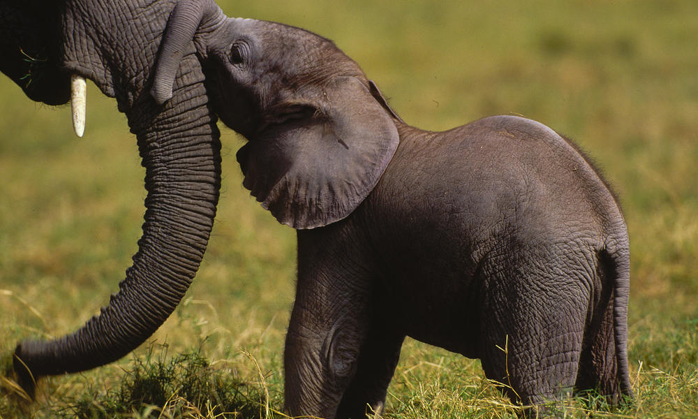 Elephant and calf 47780